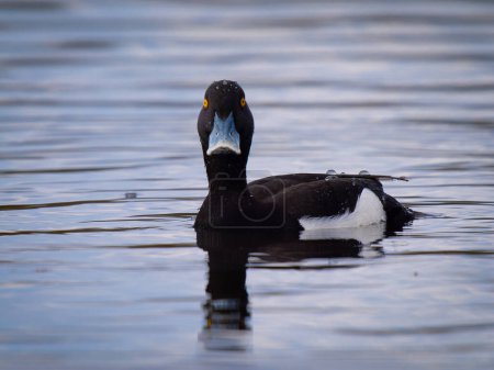 male tufted duck swimming on a lake.