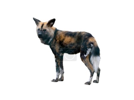 african hunting dog isolated on white background