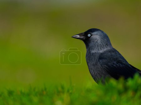 portrait  jackdaws on a beautiful blurred background