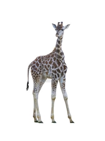 Junge Giraffe isoliert auf weißem Hintergrund