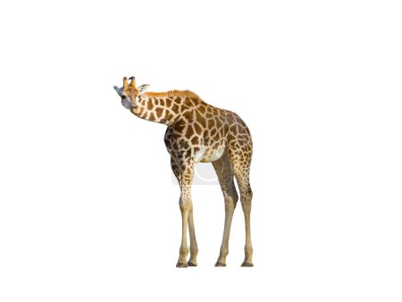 Junge Giraffe isoliert auf weißem Hintergrund