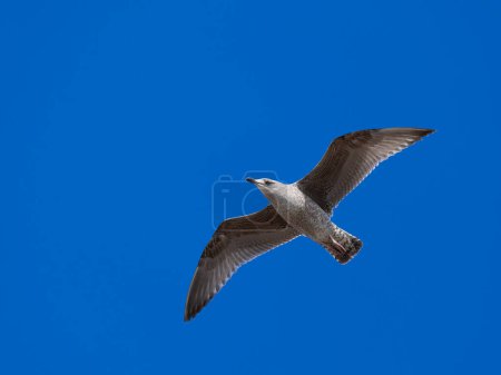 sea gull flying on the blue sky