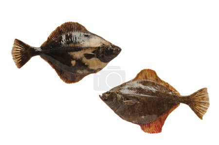 Photo for Right-handed and left-handed flounder isolated on white background - Royalty Free Image