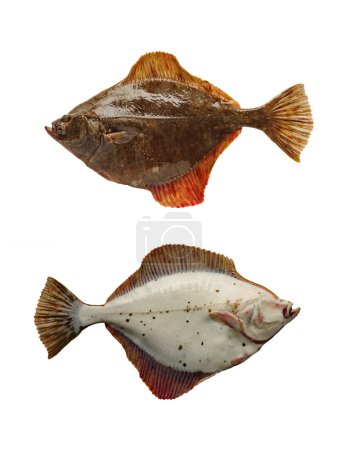 Photo for Left side turbot  isolated on white background - Royalty Free Image