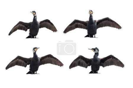cormorans aux ailes déployées isolés sur fond blanc