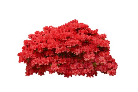 rhododendron isolated on white background
