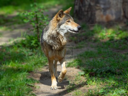 Lobo corriendo por un sendero forestal por la mañana en verano