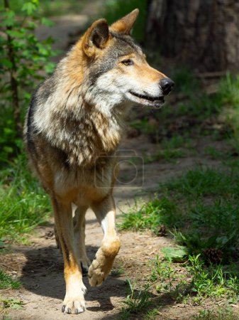 Lauffreudiger Wolf im Sommer morgens auf Waldweg