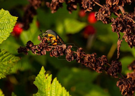 Foto de Green June Beetle forages among berry vines. - Imagen libre de derechos