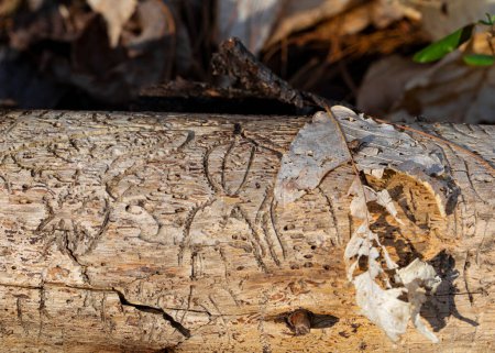 Foto de Bare log on forest floor shows insect furrows and woodpecker foraging holes. - Imagen libre de derechos