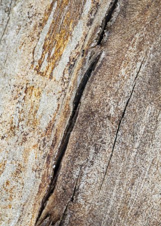 Foto de Detail of bare log showing grain and cracks. - Imagen libre de derechos