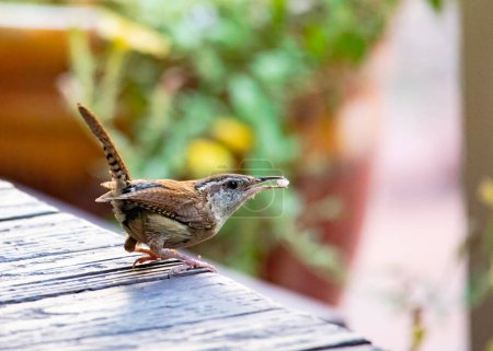 Foto de Carolina wren with food in its beak prepares to fly away from front porch. - Imagen libre de derechos