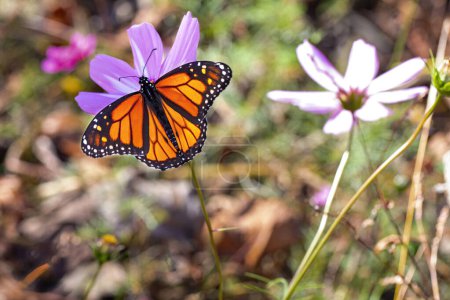Foto de Mariposa monarca se alimenta de una flor. - Imagen libre de derechos