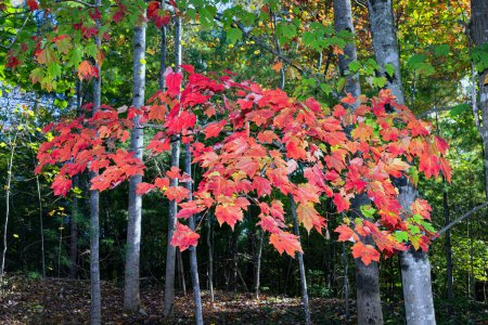 Foto de Una rama de hojas de arce muestra colores rojo brillante y naranja durante el otoño. - Imagen libre de derechos