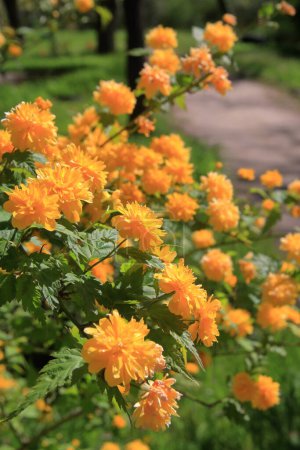 Téléchargez les photos : La photo a été prise dans le jardin botanique de la ville d'Odessa. L'image montre un buisson fleuri d'une plante appelée kerria japonaise. - en image libre de droit