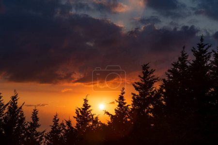 Téléchargez les photos : Beau paysage d'une silhouette de forêt de cèdres sur un magnifique coucher de soleil orange. Vue imprenable sur une nature sauvage au crépuscule. - en image libre de droit