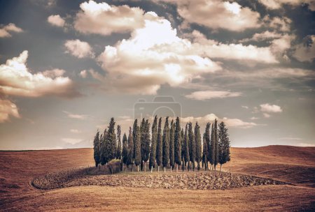 Foto de Paisaje pintoresco, varios árboles solitarios en un campo seco, belleza de la naturaleza otoñal, panorama de la campiña Toscana. Italia - Imagen libre de derechos