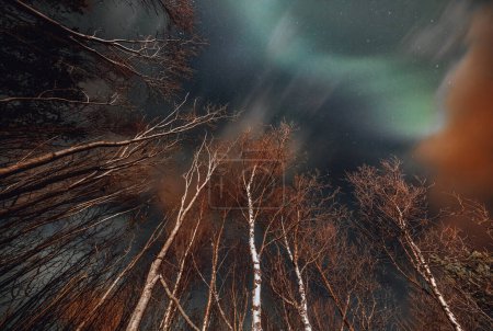 Téléchargez les photos : Beau paysage d'un aurore boréale et de hauts arbres. Aurore verte magique dans le ciel nocturne. Phénomènes naturels étonnants. Norvège. - en image libre de droit