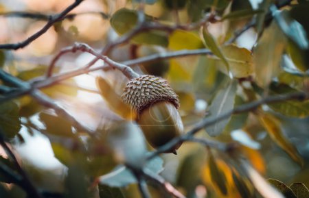 Téléchargez les photos : Beautiful Abstract Natural Background. Acorn Among Fresh Green Oak Tree Foliage. Harvest Season in the Forest. - en image libre de droit