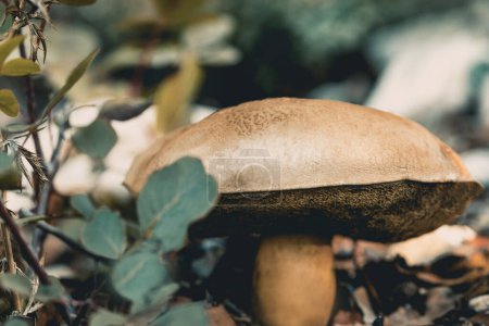 Foto de Closeup Photo of a Mushroom with a Smooth Brown Cap in the Forest, a Stout White Stalk. - Imagen libre de derechos