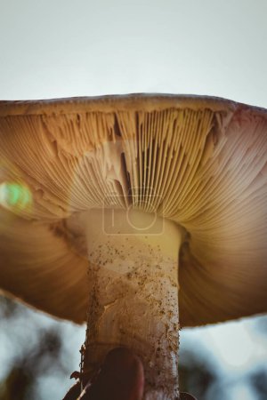 Téléchargez les photos : Big Fresh Mushroom in Autumn Forest. Closeup with a Sun Flare. - en image libre de droit