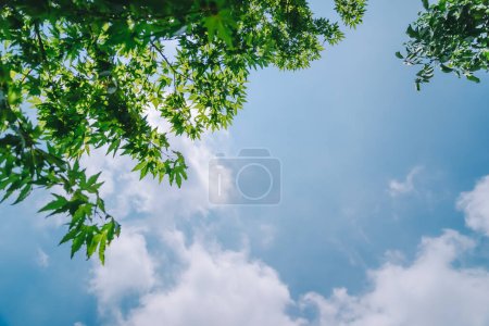 Foto de Borde verde fresco del follaje del árbol de arce sobre el fondo azul del cielo. Un día soleado brillante. Frescura de la naturaleza de primavera. - Imagen libre de derechos