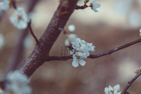 Photo for Natural background. Beautiful retro style photo of a gentle cherry tree blossom. Beauty of a spring time nature. New life concept. - Royalty Free Image