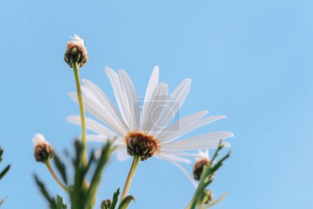 Foto de Foto de primer plano de una hermosa margarita suave flores. Vista inferior sobre un tierno blanco flores de manzanilla sobre fondo de cielo azul claro. Naturaleza de primavera. - Imagen libre de derechos