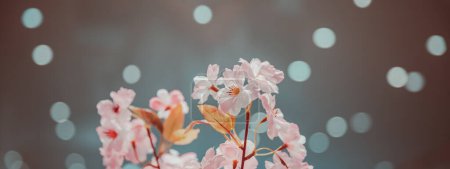 Téléchargez les photos : Fond panoramique de fleur de printemps. Belle douce rose cerisier fleurs sur bokeh lumière abstraite floue. Doux verger fleurissant. Nature fraîche et tendre. - en image libre de droit