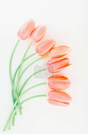 Téléchargez les photos : Photo d'une belle tulipe douce de sept couleurs pêche isolée sur fond blanc. Jolies fleurs tendres rendant festive nature morte pour une fête des mères. - en image libre de droit