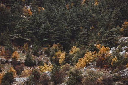 Photo for Autumn landscape. Beautiful autumnal mountainous forest. Beauty of a wild nature. Season specific in the mountains. Abstract natural background. - Royalty Free Image