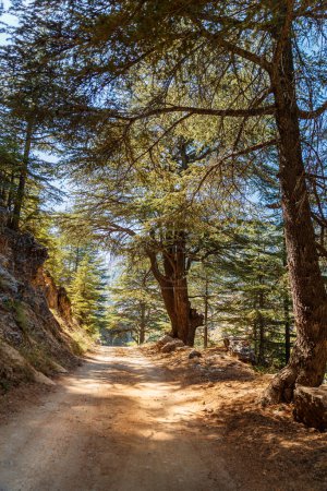 Photo for Landscape of a forest, a winding road at the foot of the mountain, and surrounded by majestic mighty cedars. Nature of Lebanon. - Royalty Free Image