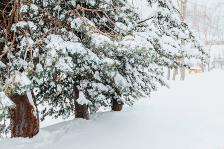 Téléchargez les photos : Les conifères à feuilles persistantes étaient couverts de neige de velours, comme une couverture. Plier les branches au sol, comme s'il s'inclinait devant la puissance de l'hiver. - en image libre de droit