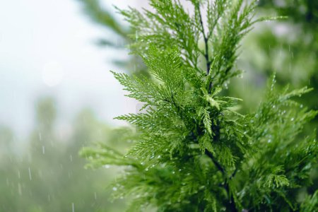 Téléchargez les photos : Le sommet vert d'une plante de Thuja. Les conifères prennent une douche naturelle à l'aide d'une pluie battante. Décoration pour la cour et les ruelles de la ville. - en image libre de droit