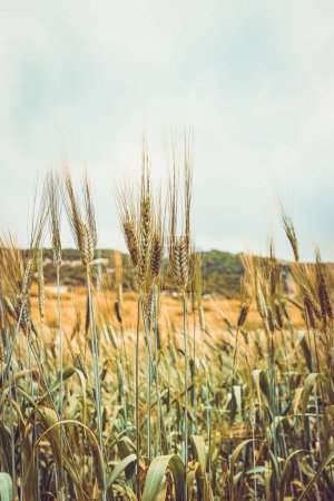 Photo for The rural landscape of a golden wheat field. Harvest season. Soon the grains of wheat will turn into a variety of culinary products. - Royalty Free Image