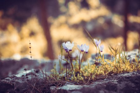 Photo for A lonely forest stone sheltered fragile pansies. A symbiosis of indestructible hardness of rocks and delicate wild flowers. The beauty of wild nature. - Royalty Free Image