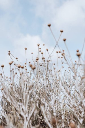Téléchargez les photos : Belles marguerites fraîches prêtes à fleurir sur fond de ciel bleu clair, un champ de fleurs sauvages à la campagne, la beauté et la fraîcheur d'une nature printanière - en image libre de droit