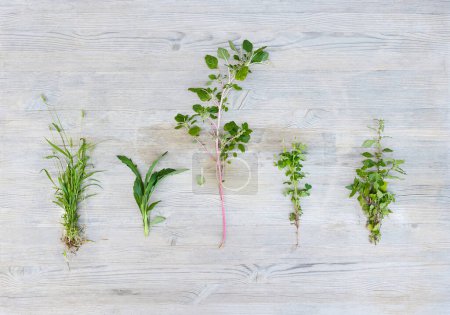Photo for Wooden table background with many different plants. Fresh spring floral branches. Botanical kinds. Gardening cultivating and propagating grass types. - Royalty Free Image