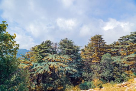 Wunderschöne Landschaft mit großen, majestätischen immergrünen Nadelbäumen. Zedern Gottes. Bergwald. Naturpark, Touristenattraktion. Libanon.