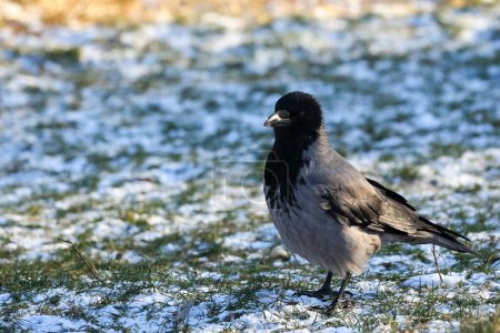 Black and grey hooded crow standing on a winter lawn slightly covered with snow in a park in the Goclaw area of the Praga-Poludnie district in Warsaw.