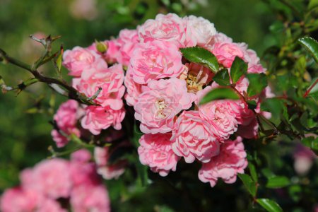 A bush with a bunch of pink roses in bloom in a public park in the Goclaw housing estate in the Praga-Poludnie district of Warsaw in Poland