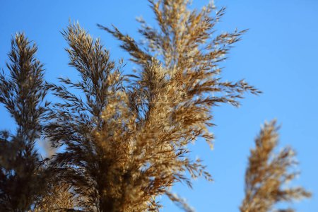 Winter view of dry reed against blue sky on a sunny day. It can be seen in a public park in the Goclaw housing estate in Warsaw.
