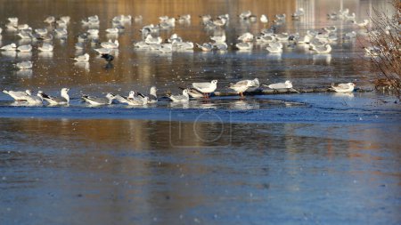 Gulls gathered in large numbers on a frozen lake that is part of a park in the Goclaw district of Praga-Poludnie, Warsaw.