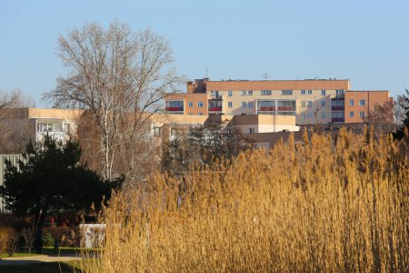 Blocks of flats are hidden in winter behind dry reeds and leafless trees growing in a public park in the Goclaw housing estate in Warsaw, Poland.