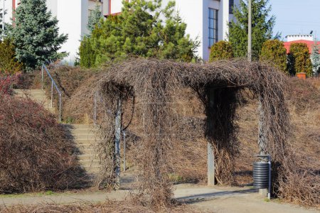 Eine Parkpergola mit Kletterpflanzen, die jetzt blätterlos sind, weil Winter ist. Das sieht man in einem öffentlichen Park in der Goclaw-Siedlung in Warschau, Polen