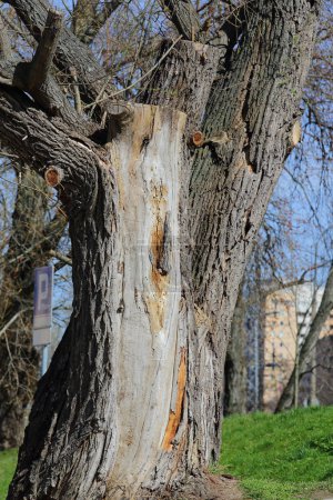 The stump of a dried and partially felled tree in the outskirts of a public park in the Goclaw housing estate in the Praga-Poludnie district. Warsaw, Poland.