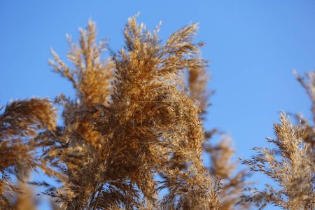 Dry reed on a sunny day in winter against a blue sky. It can be seen in a public park in the Goclaw housing estate in Warsaw