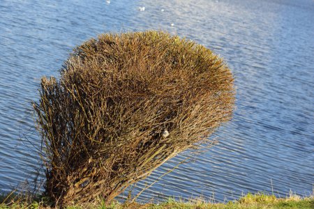 A solitary leafless bush with pruned and shaped branches growing on a lakeshore in a public park in the Goclaw housing estate in Warsaw, Poland.