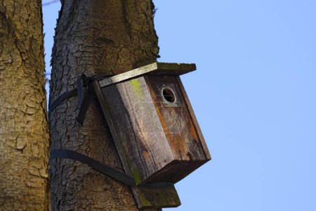 Ein hölzernes Vogelhaus, das an einem Baumstamm befestigt ist und zum Schutz der Tierwelt in einem öffentlichen Park in der Siedlung Saska-Kepa in Warschau, Polen, beiträgt