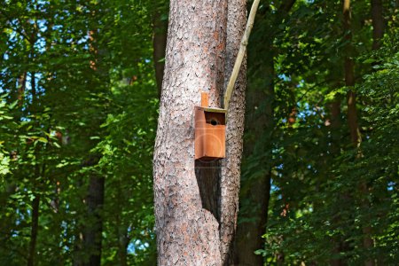 Coffret de nidification fixé à un tronc de conifères. Maison d'oiseaux en bois aidant à protéger la faune sauvage dans un parc public en Ustronie-Morskie, Poméranie occidentale, Pologne.